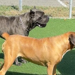 Cane Corso from Mostro Legacy Kennel