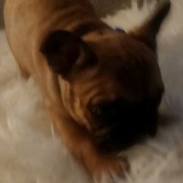 French Bulldog Puppies from Ma Chérie French Bulldogs