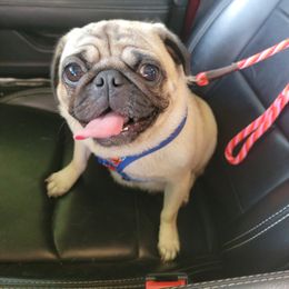Pug All Grown Up from Yager Grumble South Texas Pugs