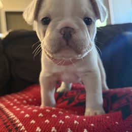 Girl 1 - female French Bulldog puppy in Murphy, Texas from Mathew Household Frenchies