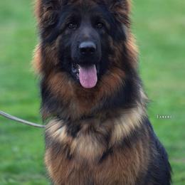 Sila - German Shepherd