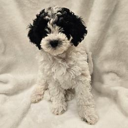 Willow - Parti female Poodle puppy in Puyallup, Washington from Pure Parti Poodles