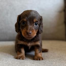 Nutella - Chocolate and tan female Dachshund puppy in Madera, California from Royal Dachshunds