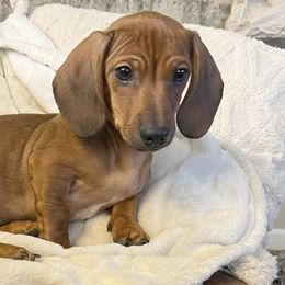 Dachshunds from Footlong Farms Mini Dachshunds