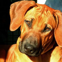 Rhodesian Ridgeback Puppies from Ukukhanya Ridgebacks