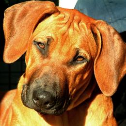 Rhodesian Ridgeback Puppies from Ukukhanya Ridgebacks