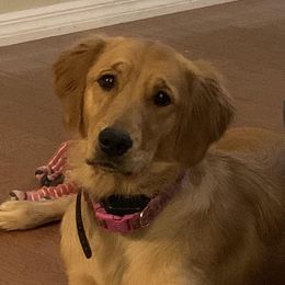 Sugar - Golden Retriever