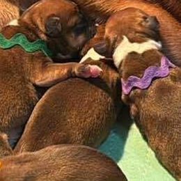 Light Pink Collar - Red female Staffordshire Bull Terrier puppy in Monroe, Georgia from Irresistibull Staffords