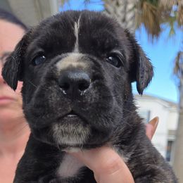 Horse - Chestnut brindle male Cane Corso puppy in St. Augustine, Florida from RG2 Cane Corsos