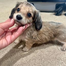 AKC Ginger - Sable female Dachshund puppy in Fredericksburg, Indiana from Blue River Mini Dachshunds
