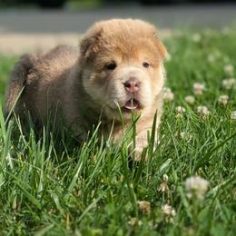 Remeron - Isabella dilute female Chinese Shar-Pei puppy in Clarksville, Tennessee from Wrinkle Bum Shar-Pei