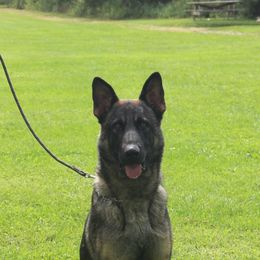 Eros - German Shepherd