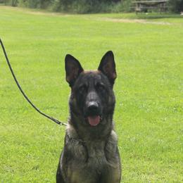 Eros - German Shepherd