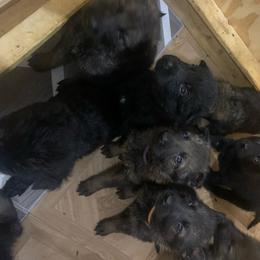 German Shepherd Puppies from Big House Kennels