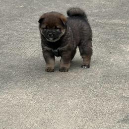 Stormy - Sesame male Shiba Inu puppy in Clayton, Oklahoma from Kiamichi Shiba Inu