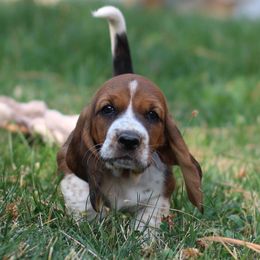 Mazie - Black brown and white female Basset Hound puppy in Idaho from Welcome Home Bassets
