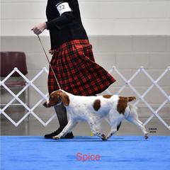 Spice - Welsh Springer Spaniel
