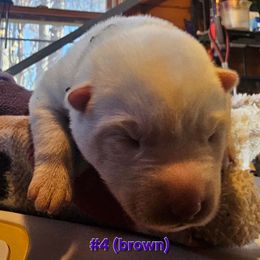 4 (brown) - White female Siberian Husky puppy in Dane, Wisconsin from Sunny Hurricane Siberians