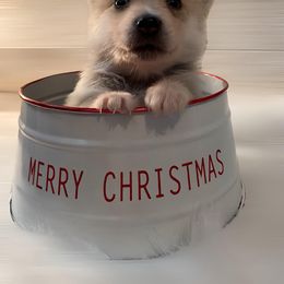 Pomsky Puppies from The Posh & Pampered Pomsky