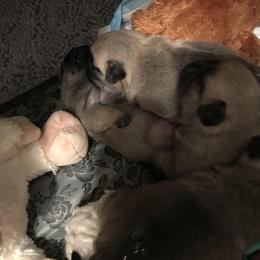 Pug Puppies from Pickwick Pugs