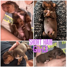 Dachshund Puppies from DNP Doxies