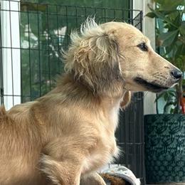 Lilly - Dachshund