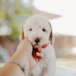 Goldendoodle and Sheepadoodle Puppies from Dooling Doodles
