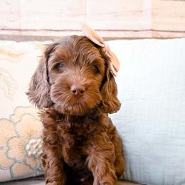 Australian Labradoodle Puppies from Foothills Doodles