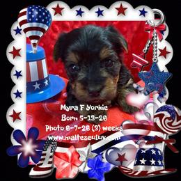 Boston Terrier, Maltese, Morkie, and Yorkshire Terrier Puppies from Malteseuluv’s Tiny Treasurers