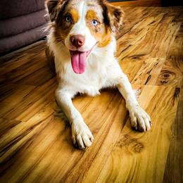 Australian Shepherd All Grown Up from Wexford Creek Aussies