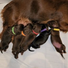 Dachshund Puppies from Long & Low Miniature Dachshunds