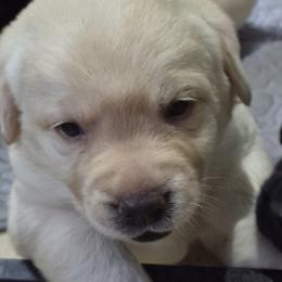 Samoa white collar - Yellow female Labrador Retriever puppy in Greenwich, Ohio from Pure Gem Kennel