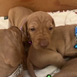 Vizsla Puppies from Gentleman Jack's Flying Vizslas
