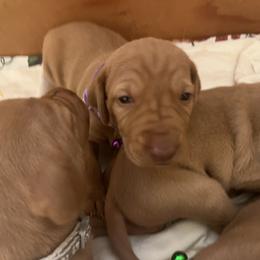 Vizsla Puppies from Gentleman Jack's Flying Vizslas