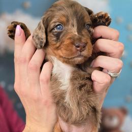 Ivy - Red merle female Aussiedoodle puppy in Prescott Valley, Arizona from Ramirez Family Doodles