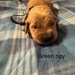 Green boy - Golden male Golden Retriever puppy in Buchanan, Georgia from Morgan’s Heart of Gold Retrievers