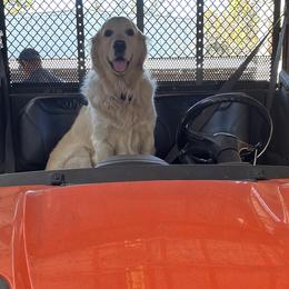 Golden Retrievers from English Cream Golden Retrievers of Tampa Bay