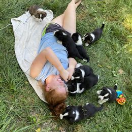 Cardigan Welsh Corgi Puppies from Liberty Valley Farm