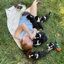 Cardigan Welsh Corgi Puppies from Liberty Valley Farm