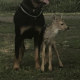 Rottweiler All Grown Up from Cascade Rottweilers of the Pacific Northwest