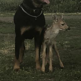 Rottweiler All Grown Up from Cascade Rottweilers of the Pacific Northwest