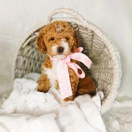 Genevieve - Apricot female Goldendoodle puppy in Longview, Texas from WonderDoodles