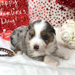 Tazz - Blue merle male Australian Shepherd puppy in Vail, Iowa from Homegrown Huskies