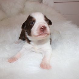 Boy 2 - Miniature Australian Shepherd puppy in Corydon, Indiana from Arbuckle’s Lookin Good Aussies (LGA)