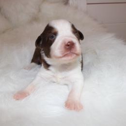 Boy 2 - Miniature Australian Shepherd puppy in Corydon, Indiana from Arbuckle’s Lookin Good Aussies (LGA)