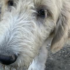 Bernedoodle and Pyredoodle Puppies from Washington Bernedoodles & Pyredoodles