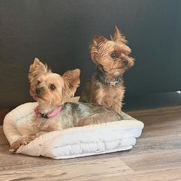 Yorkshire Terrier puppies from Nina