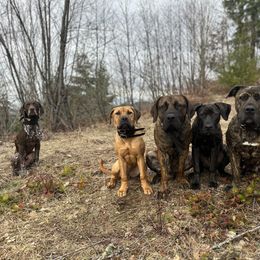 Boerboel All Grown Up from Romboel Farm Dogs