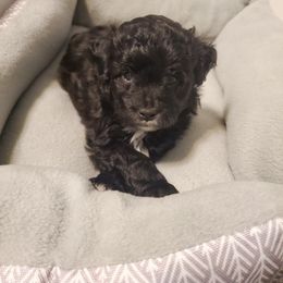 Aussiedoodle, Miniature Australian Shepherd, and Poodle Puppies from JMR Aussies and Doodles