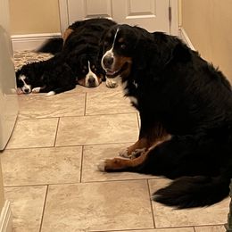 Bernedoodle Puppies from Palmetto Bernedoodles Boutique